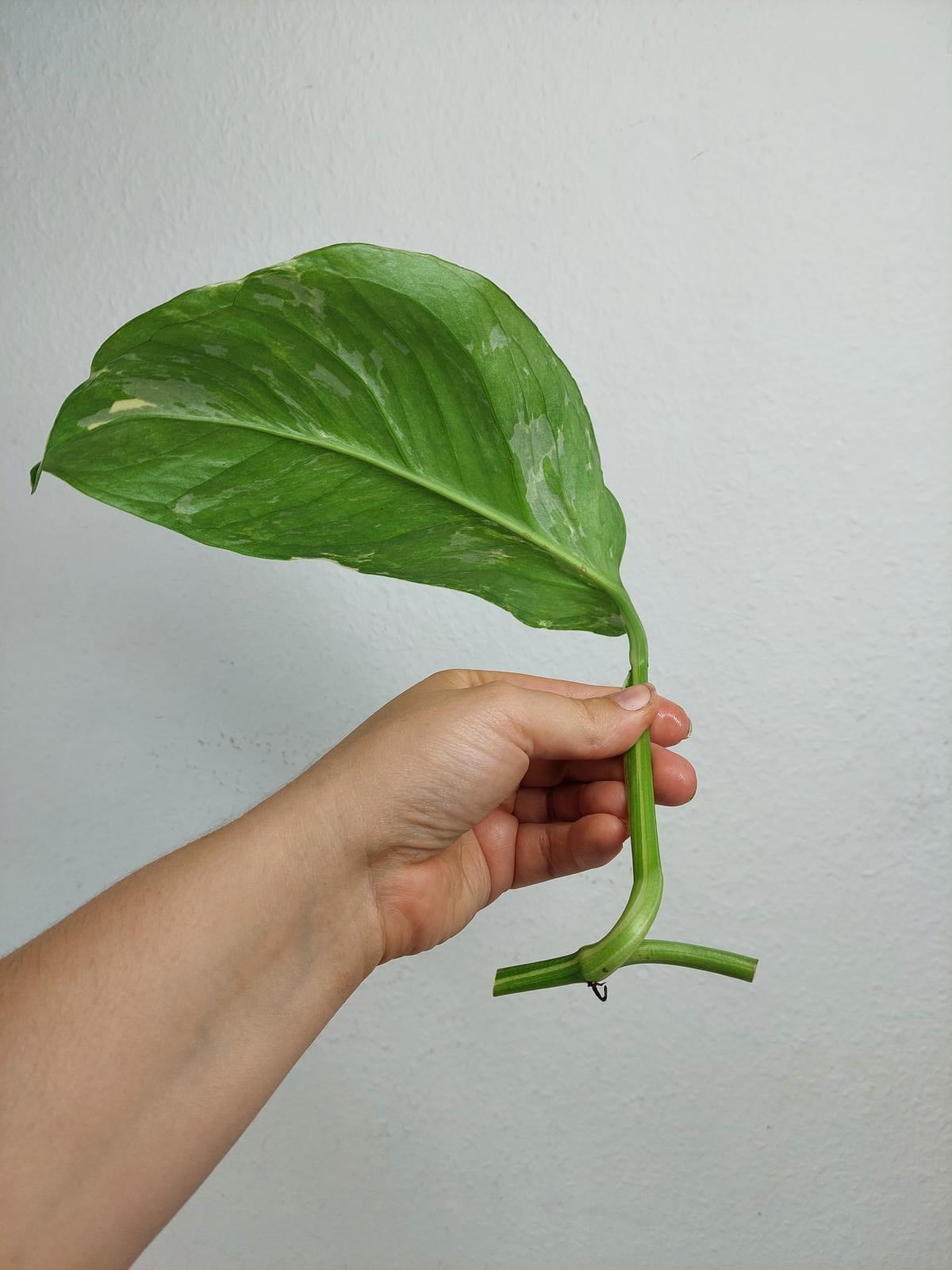 Monstera Lechleriana Variegata Stecklinge