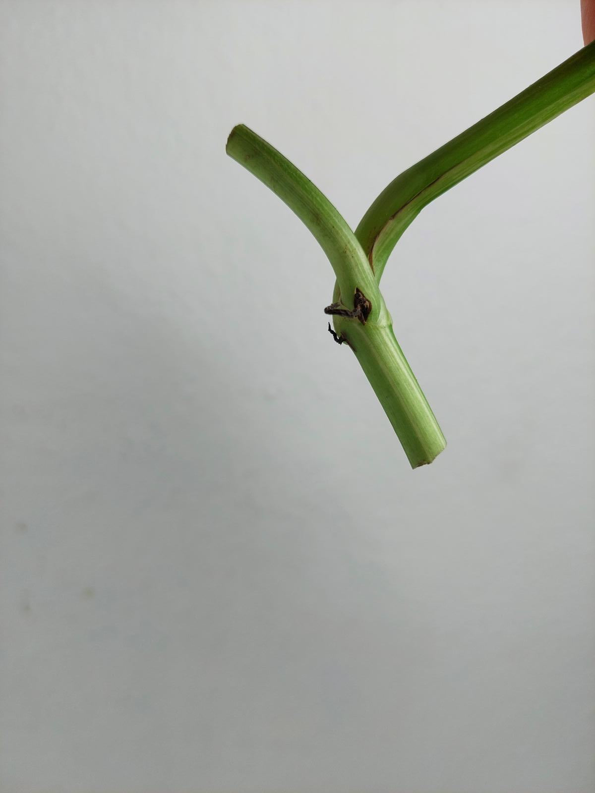 Monstera Lechleriana Variegata Stecklinge