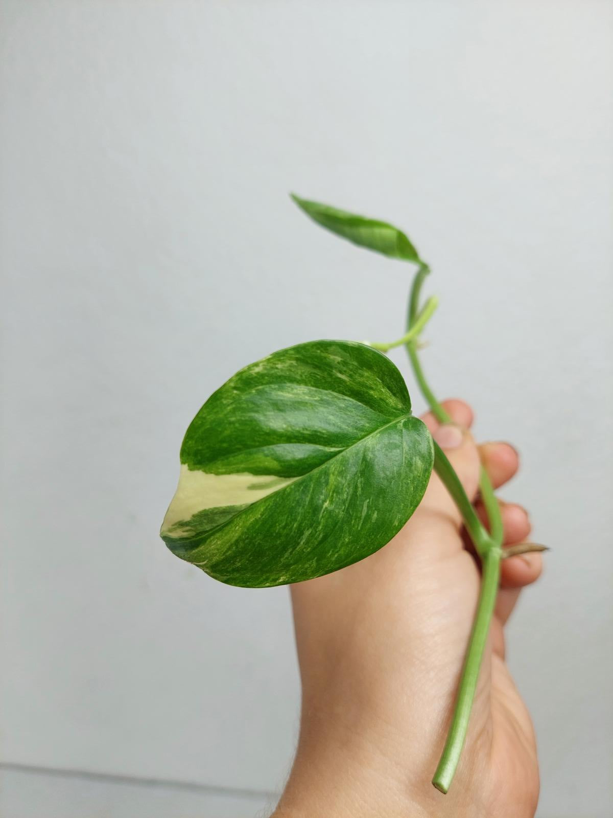 Monstera Lechleriana Variegata Stecklinge
