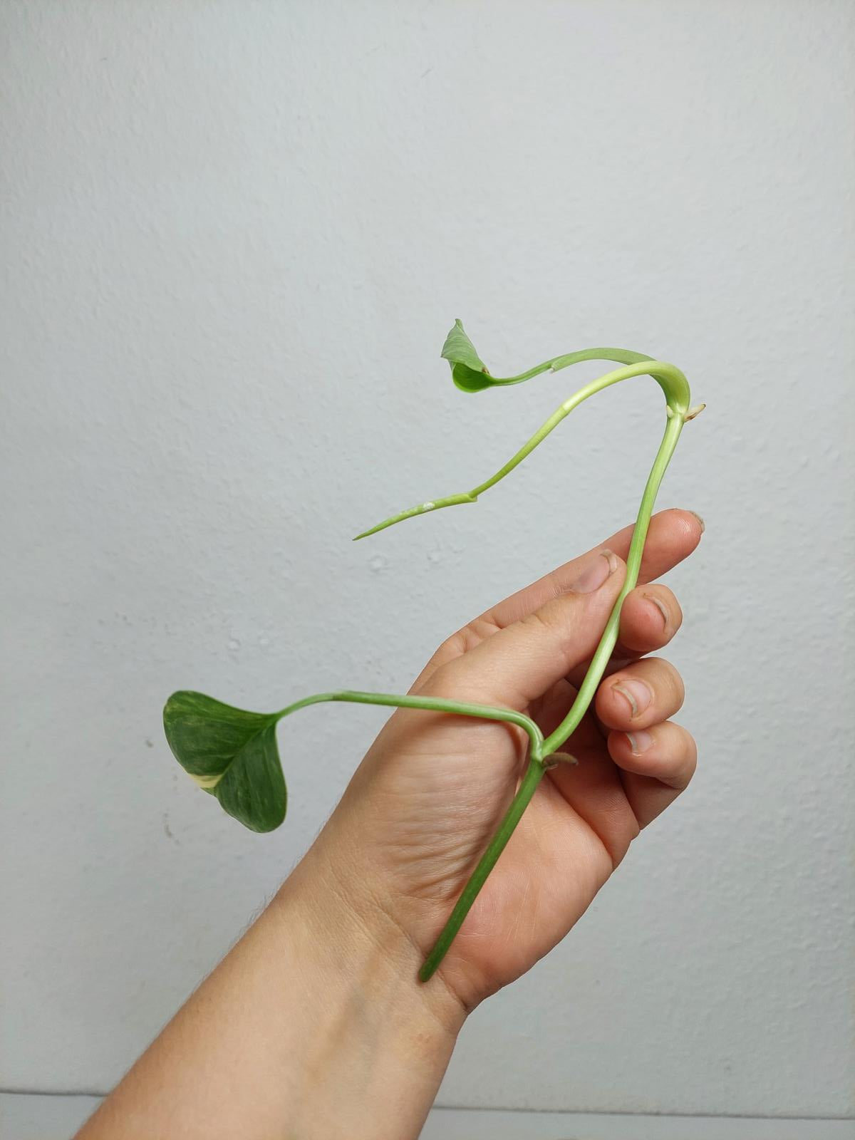 Monstera Lechleriana Variegata Stecklinge