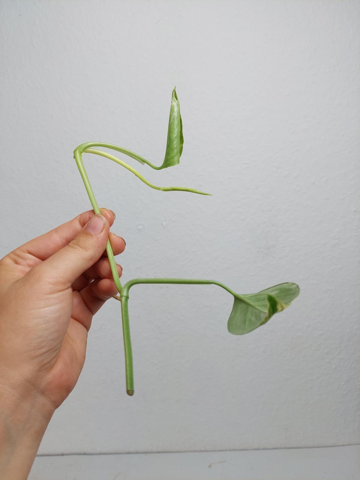 Monstera Lechleriana Variegata Stecklinge