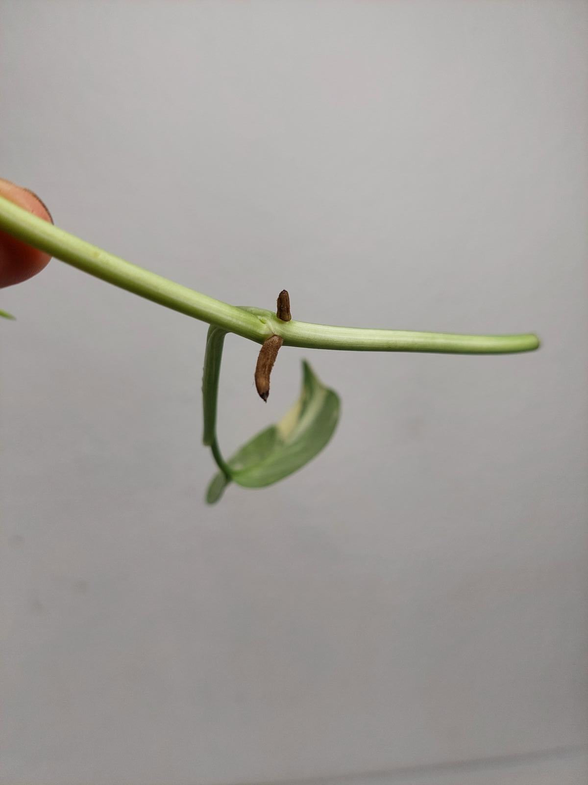 Monstera Lechleriana Variegata Stecklinge