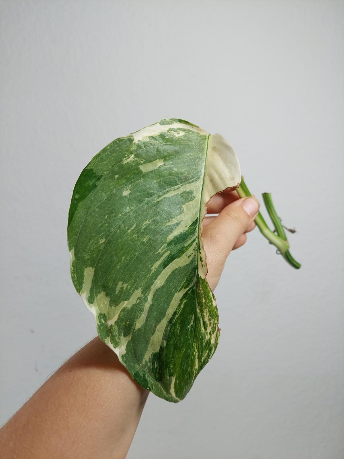 Monstera Lechleriana Variegata Stecklinge