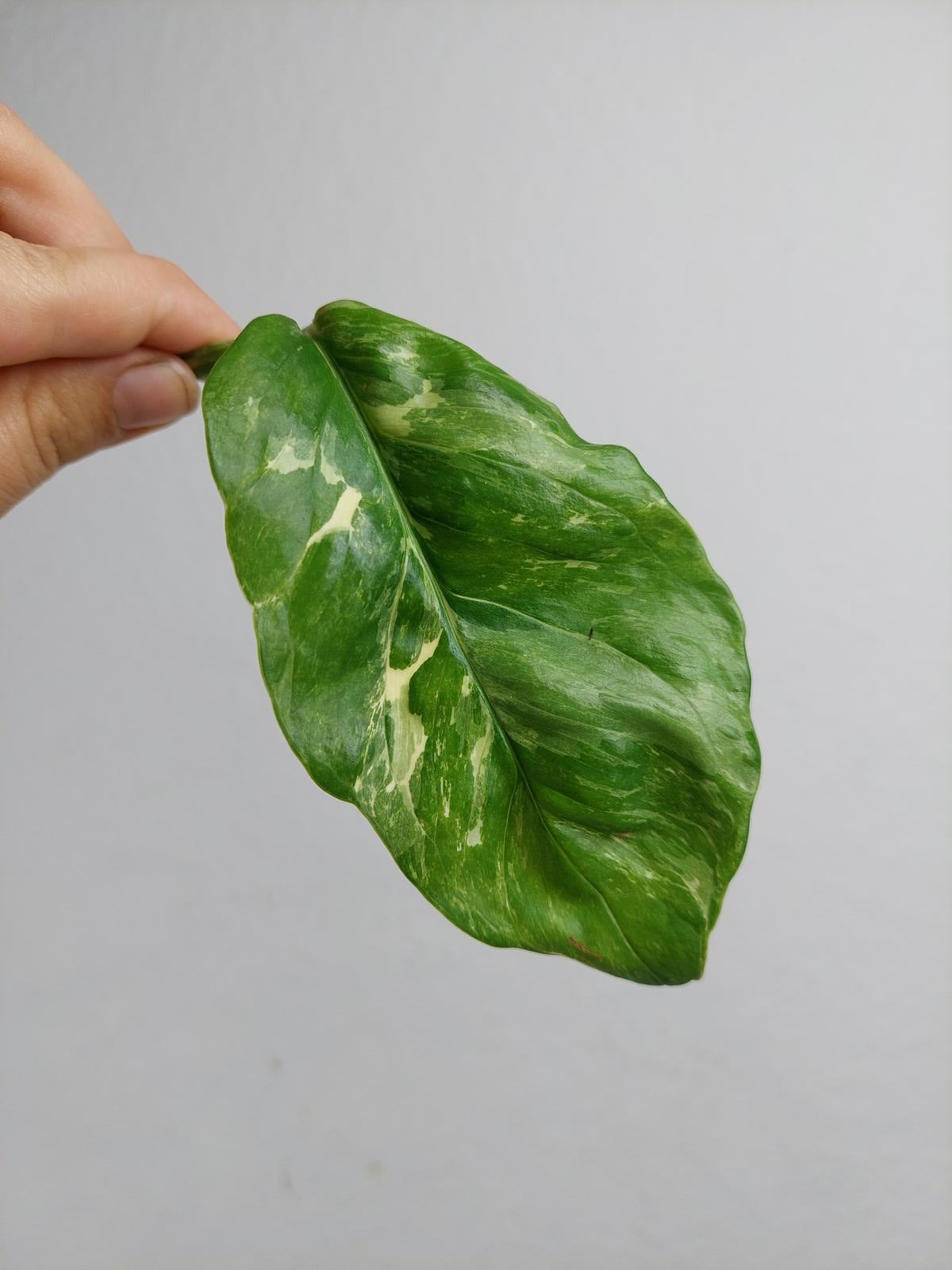 Monstera Lechleriana Variegata Stecklinge