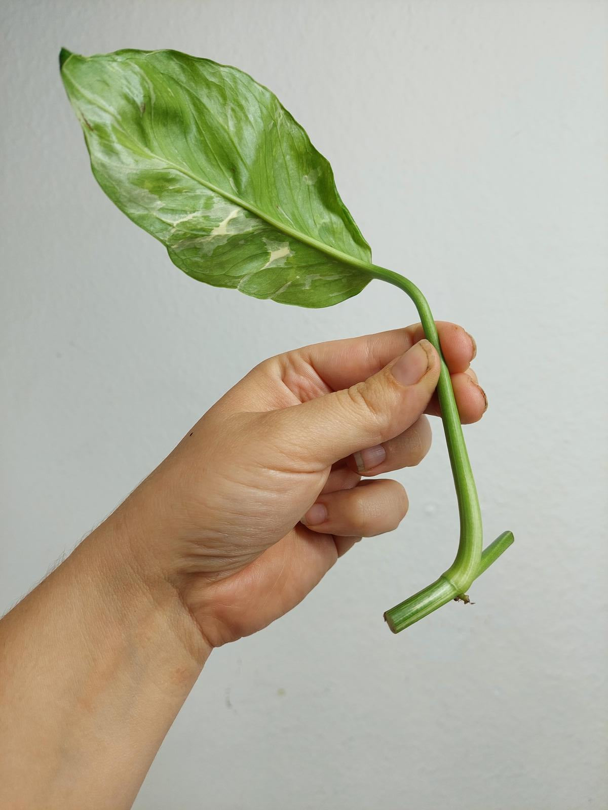 Monstera Lechleriana Variegata Stecklinge