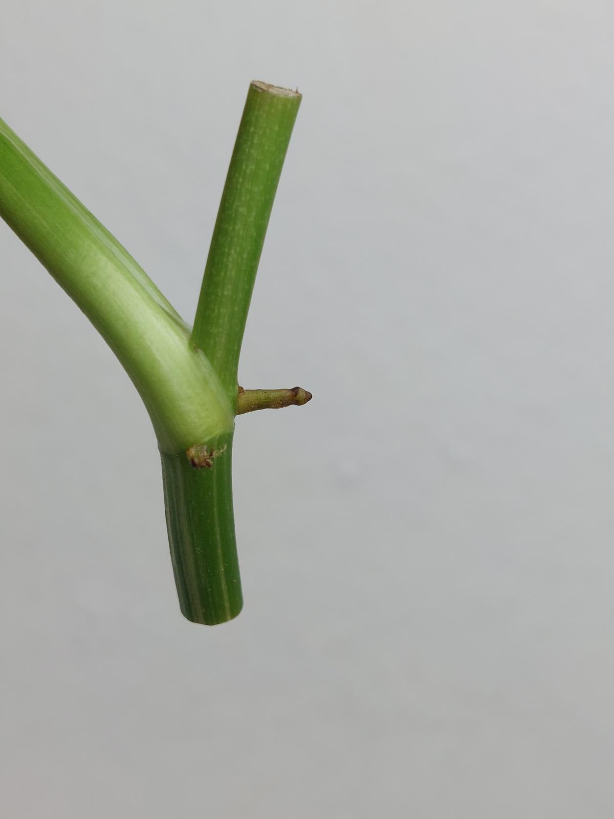 Monstera Lechleriana Variegata Stecklinge