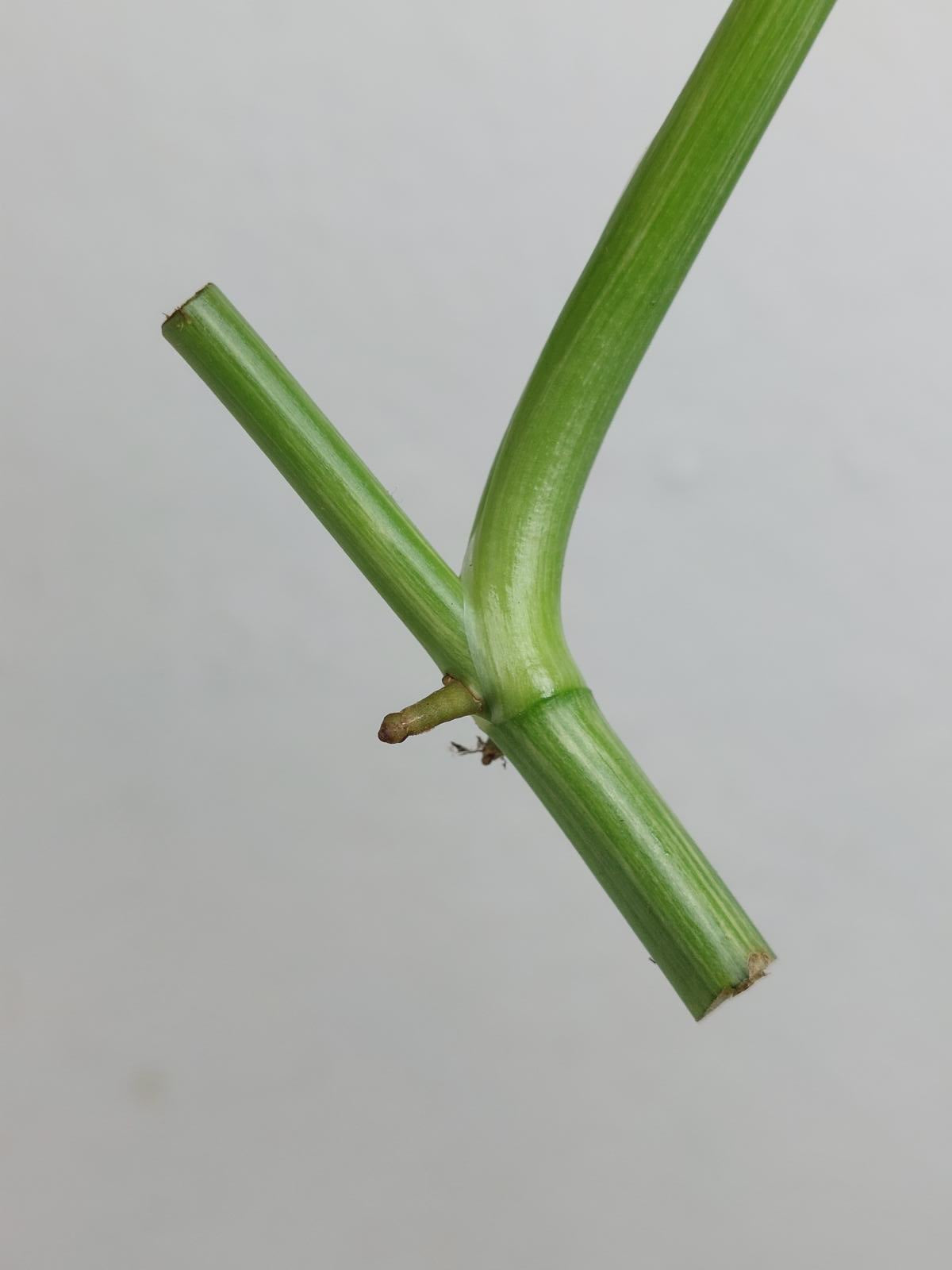 Monstera Lechleriana Variegata Stecklinge
