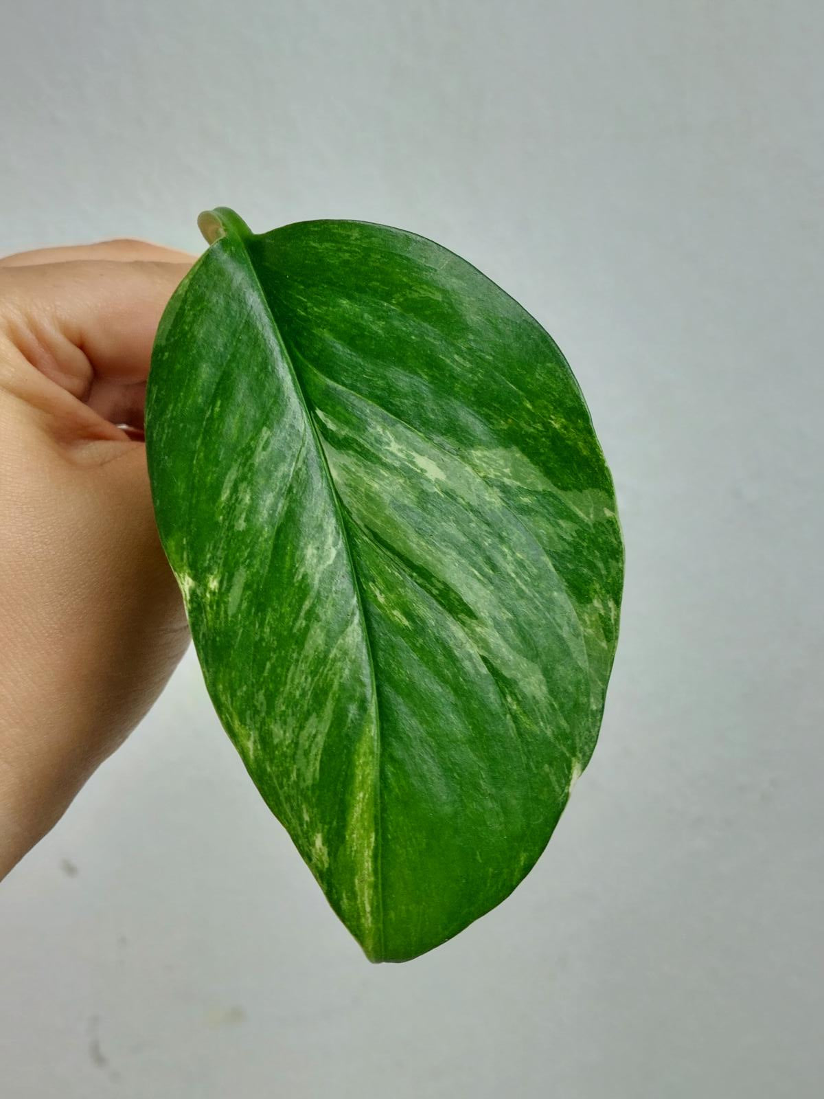 Monstera Lechleriana Variegata Stecklinge