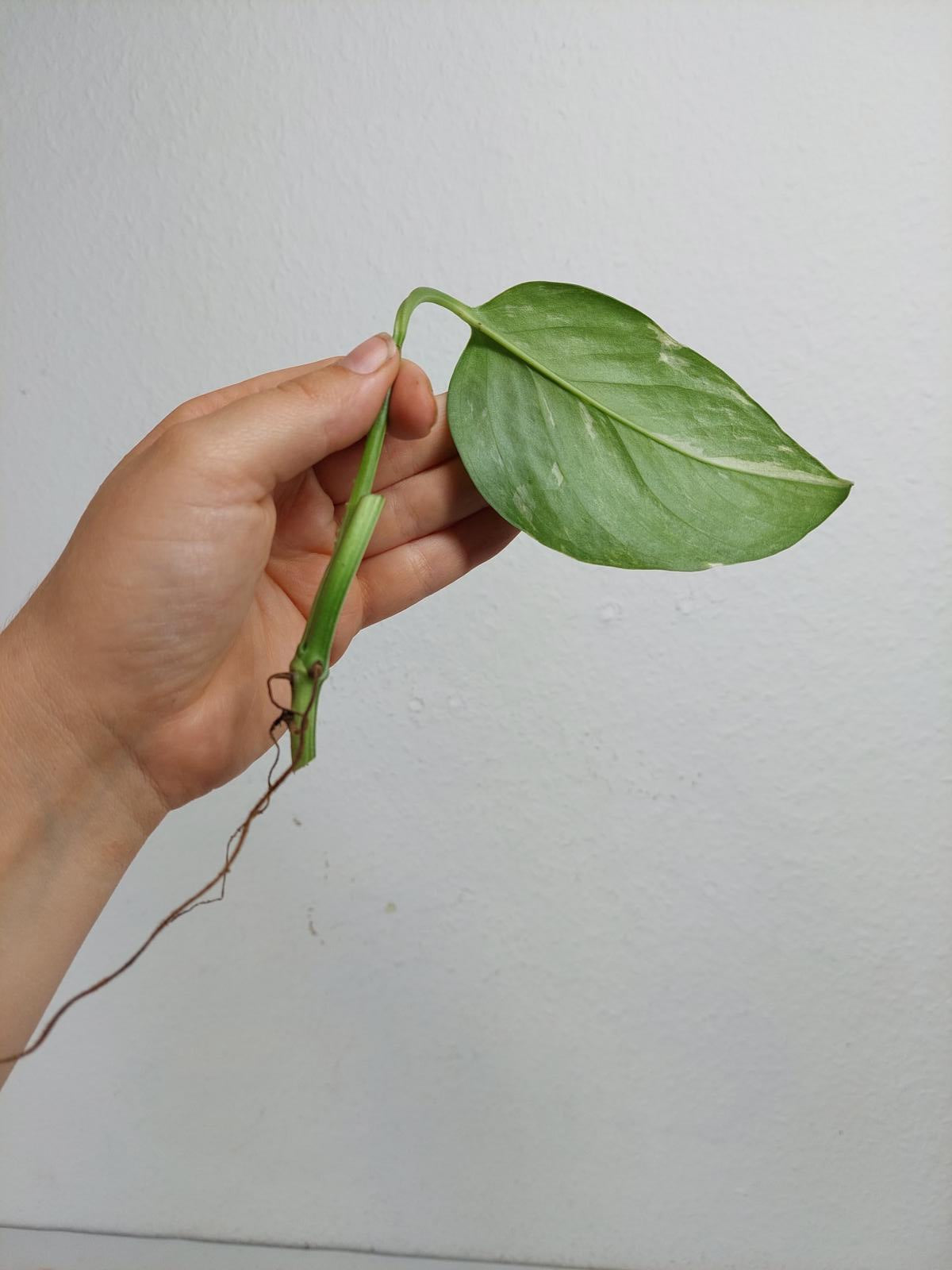 Monstera Lechleriana Variegata Stecklinge