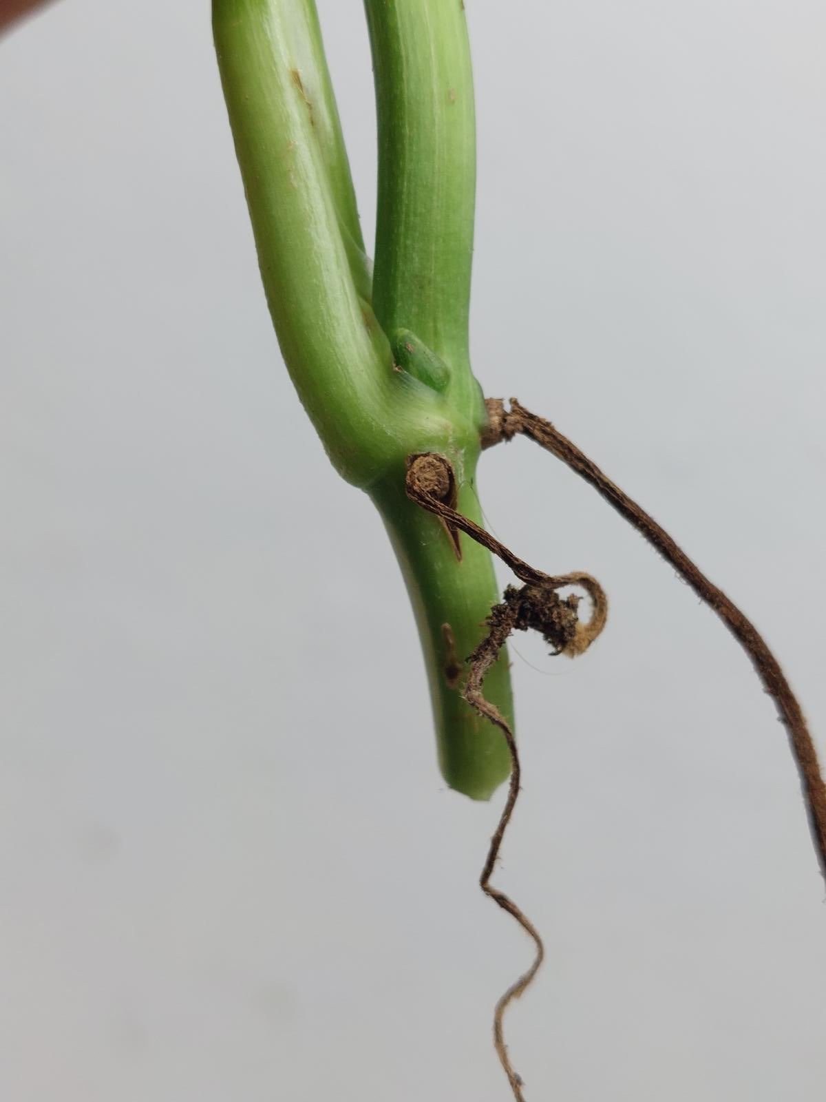 Monstera Lechleriana Variegata Stecklinge