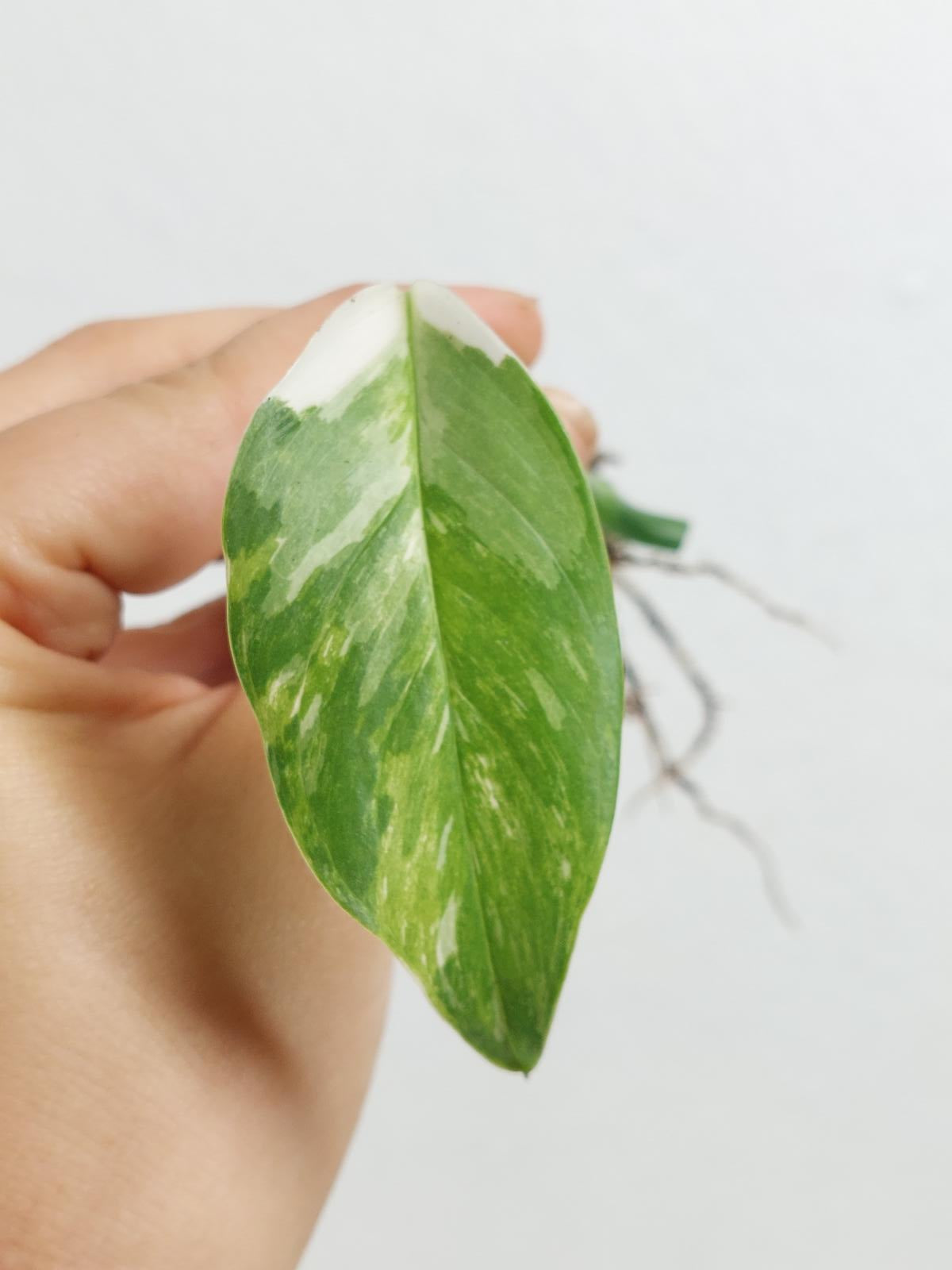 Monstera Lechleriana Variegata Stecklinge