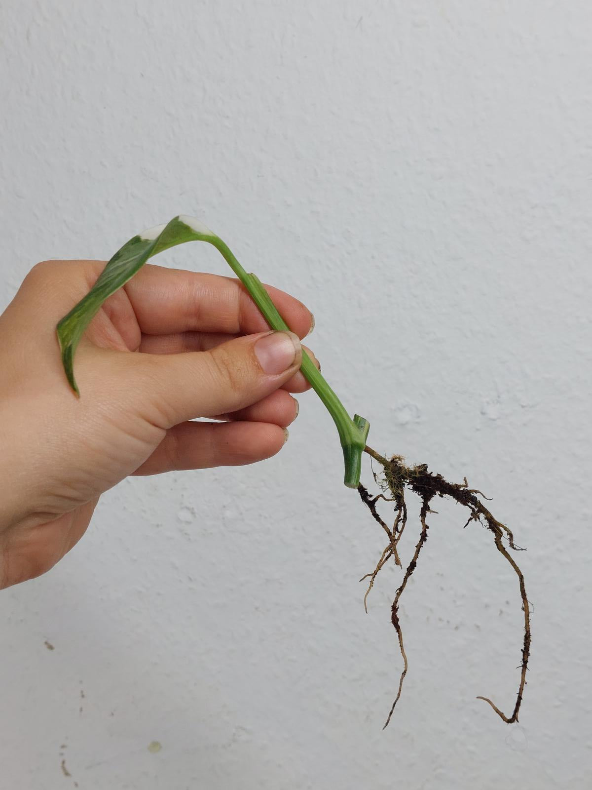 Monstera Lechleriana Variegata Stecklinge