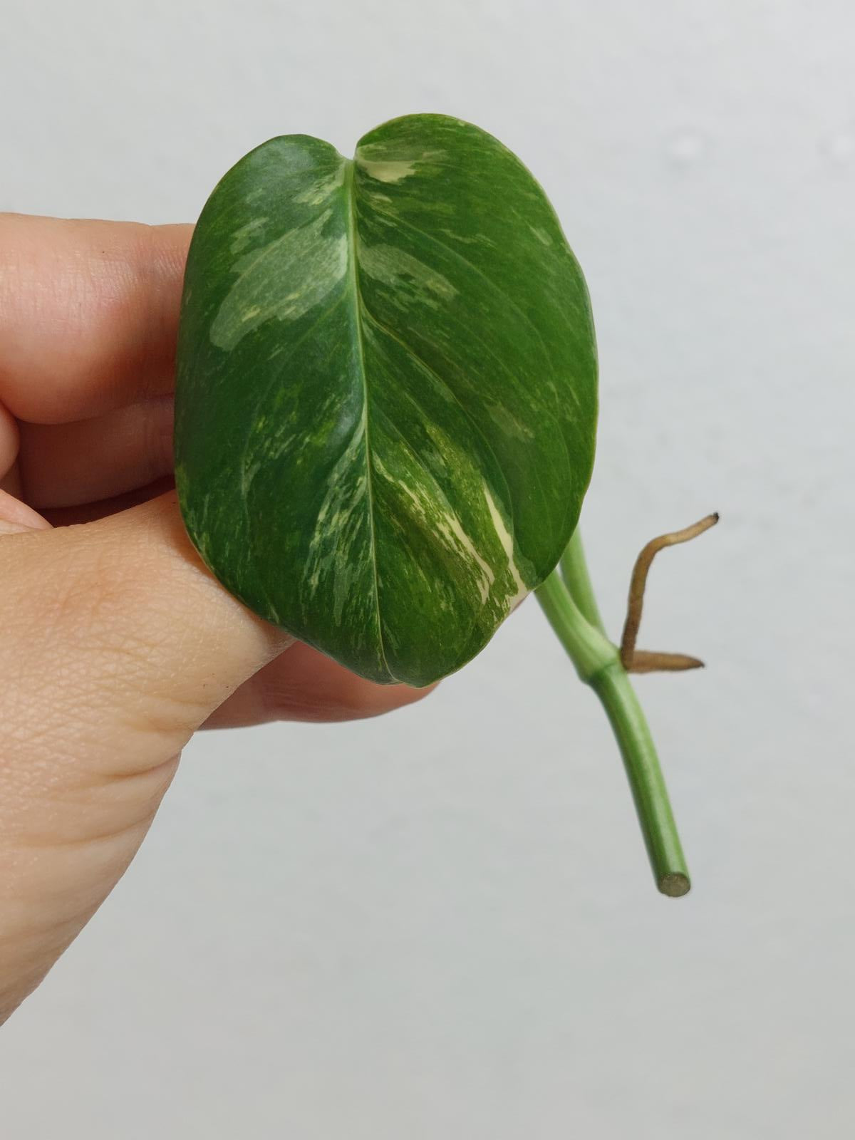Monstera Lechleriana Variegata Stecklinge