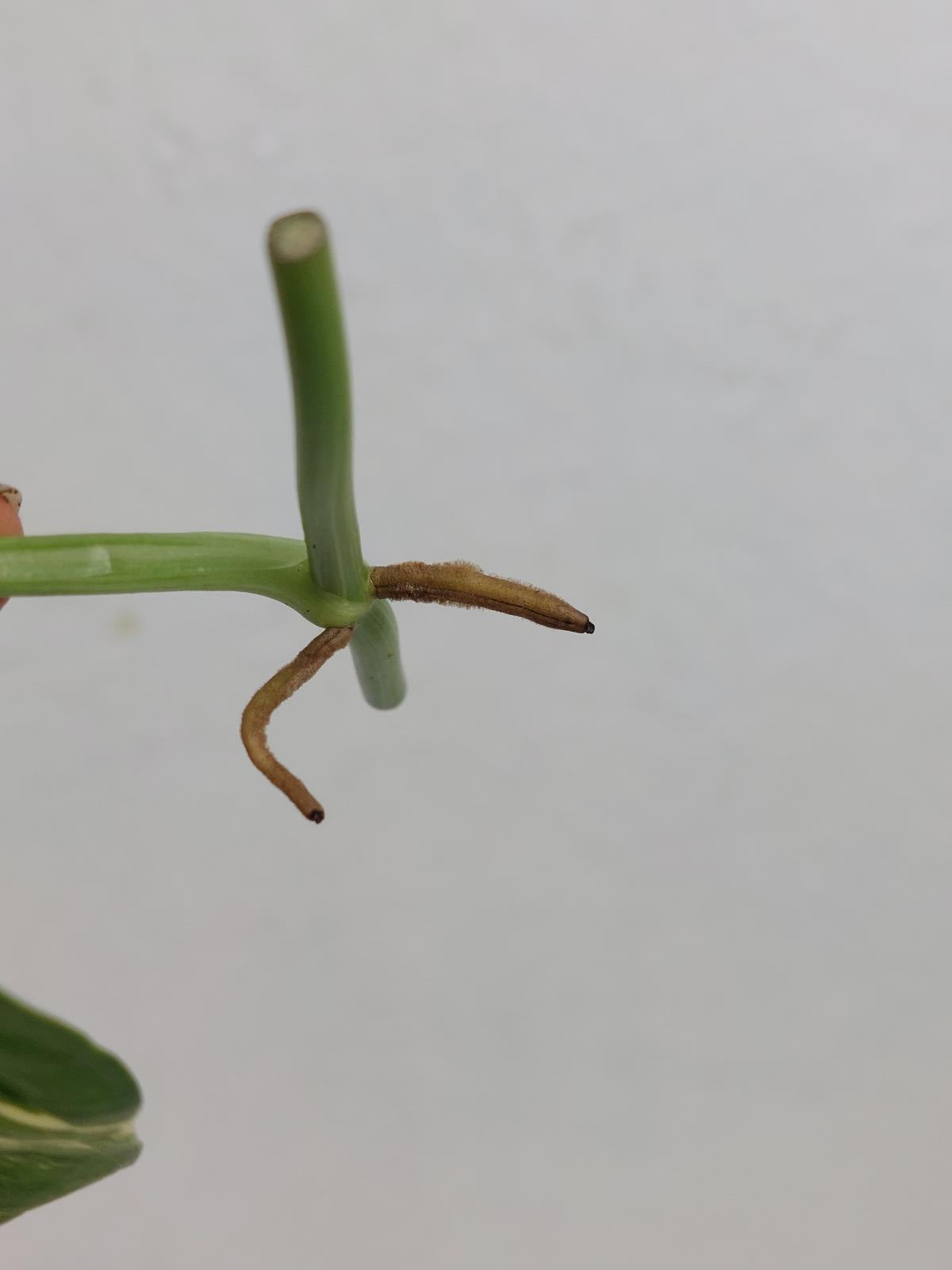Monstera Lechleriana Variegata Stecklinge