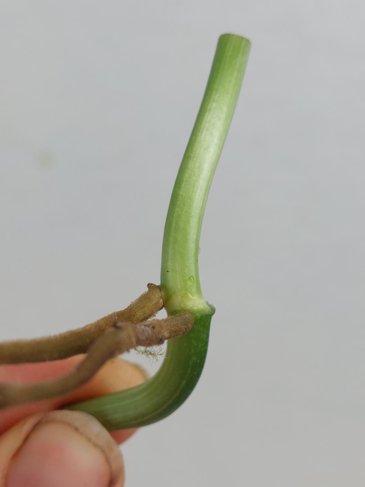 Monstera Lechleriana Variegata Stecklinge