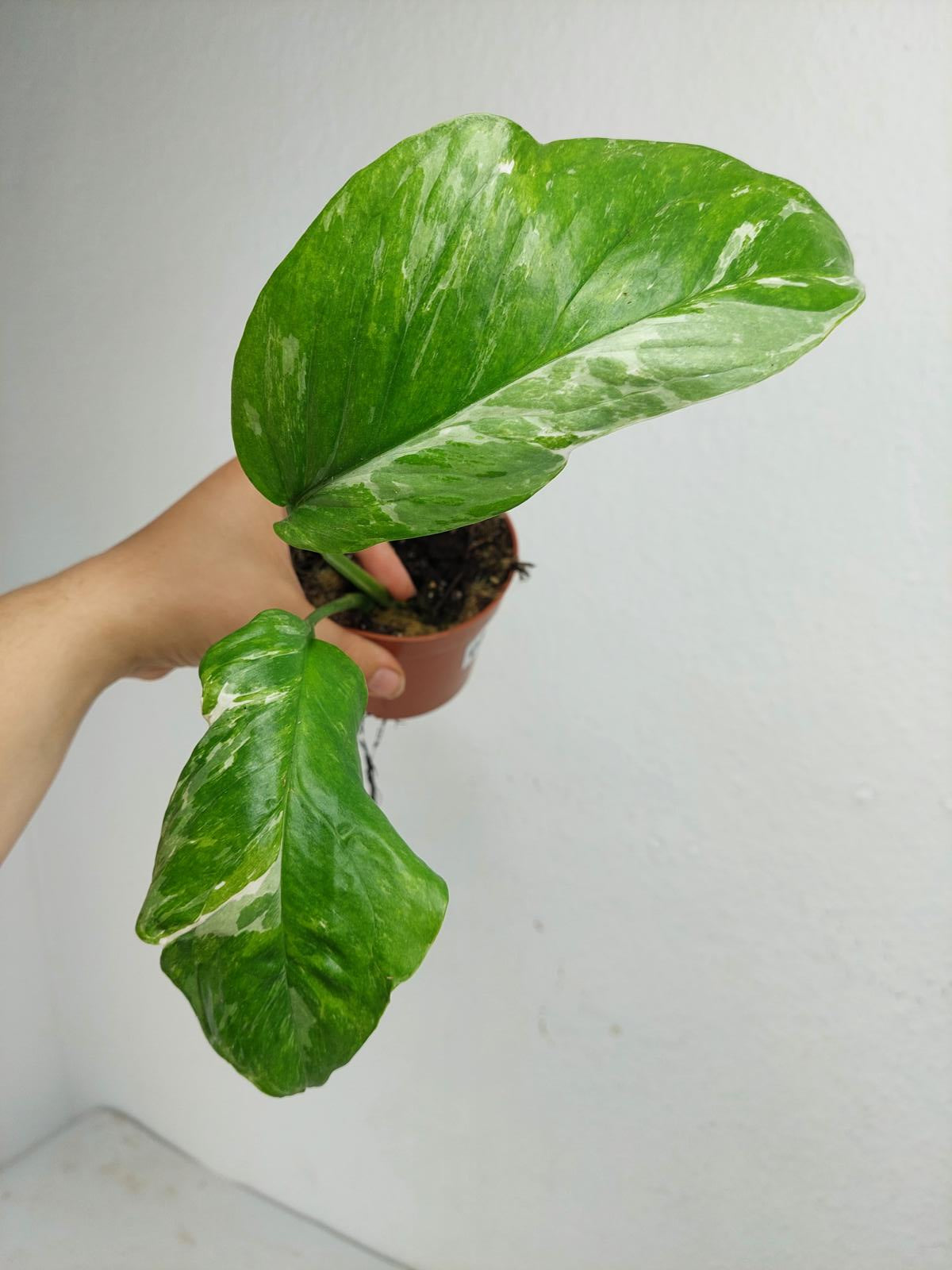 Monstera Lechleriana Variegata Stecklinge