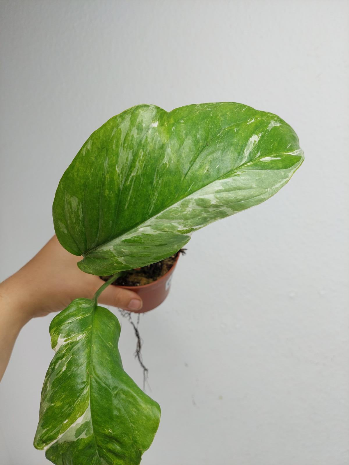 Monstera Lechleriana Variegata Stecklinge