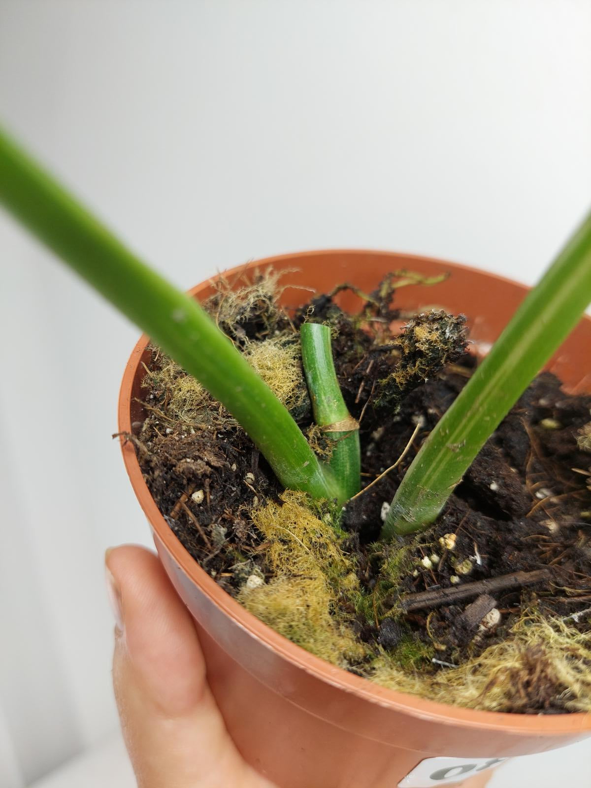 Monstera Lechleriana Variegata Stecklinge