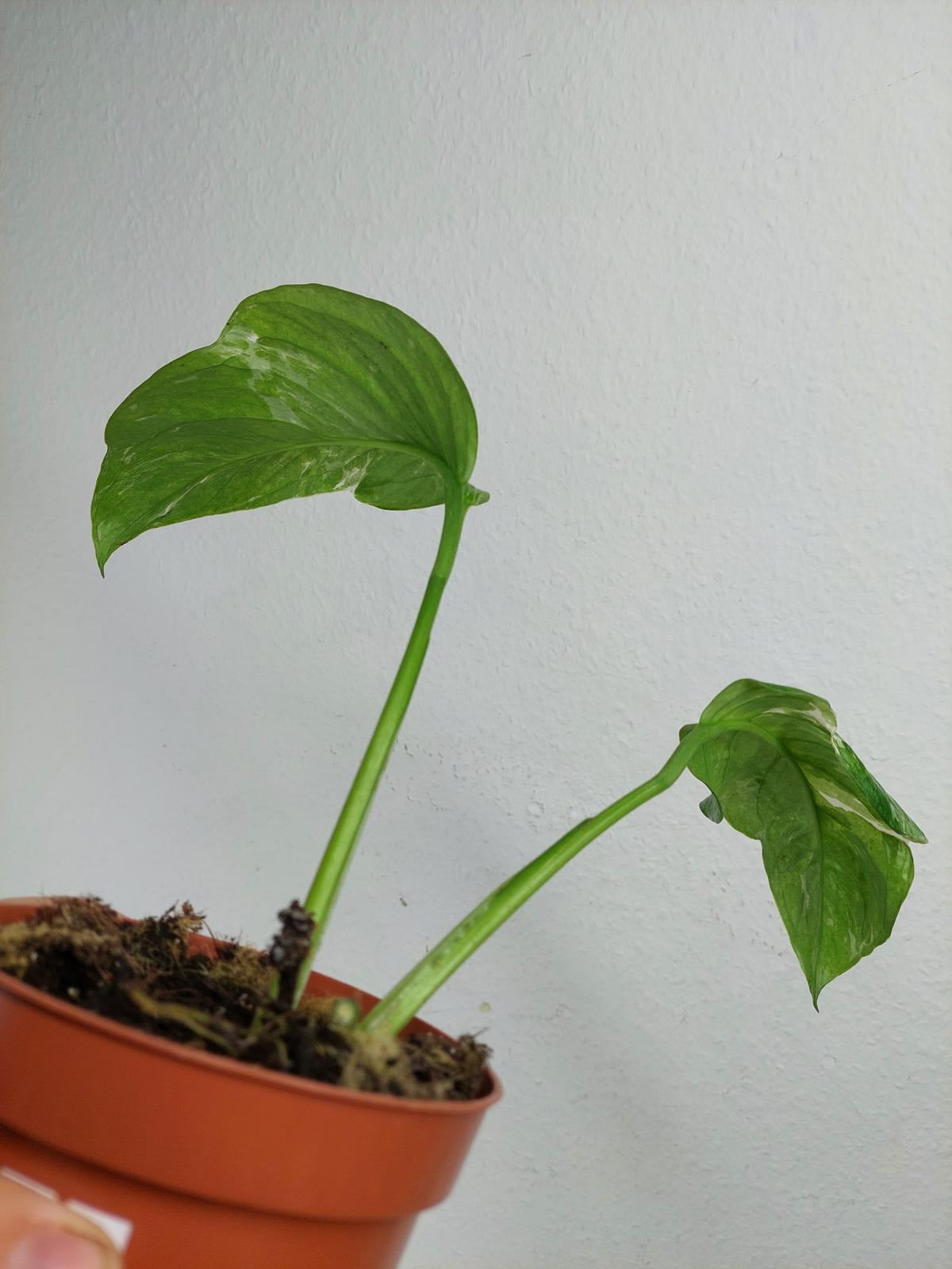 Monstera Lechleriana Variegata Stecklinge