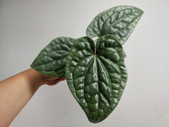 Anthurium Luxurians Silver