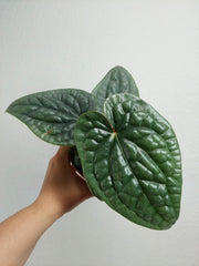 Anthurium Luxurians Silver