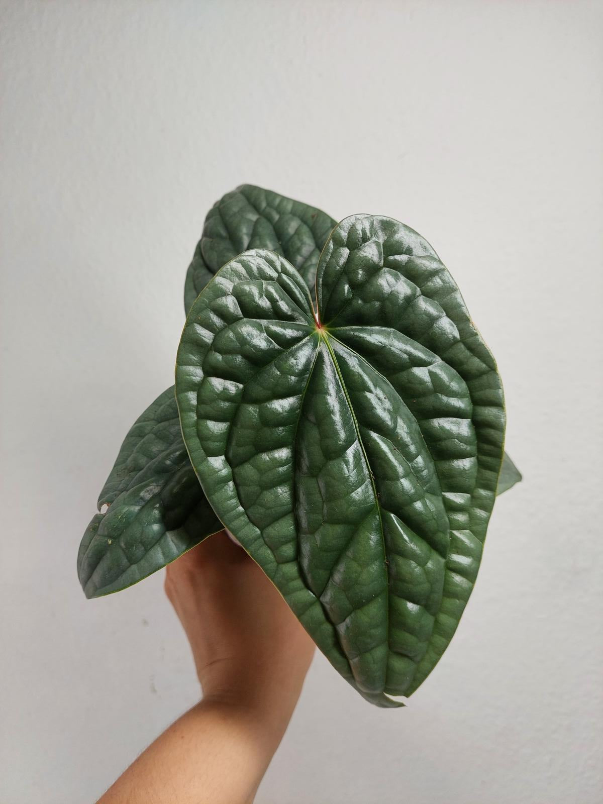 Anthurium Luxurians Silver