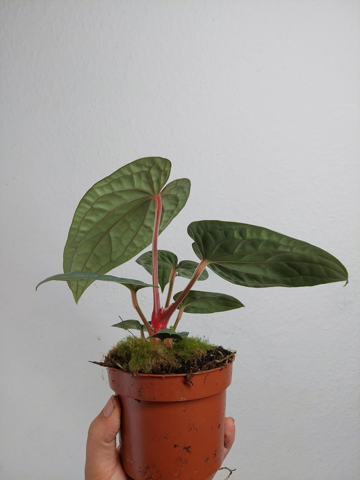 Anthurium Luxurians Silver