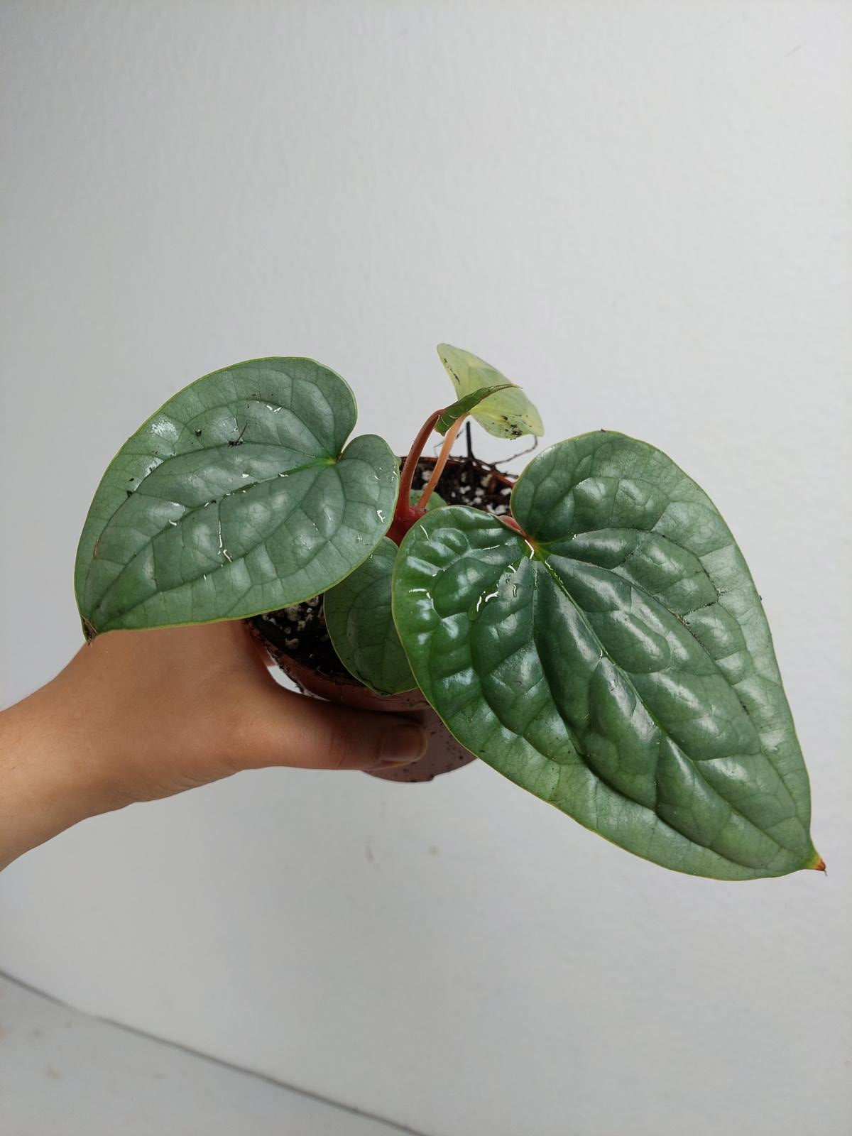 Anthurium Luxurians Silver