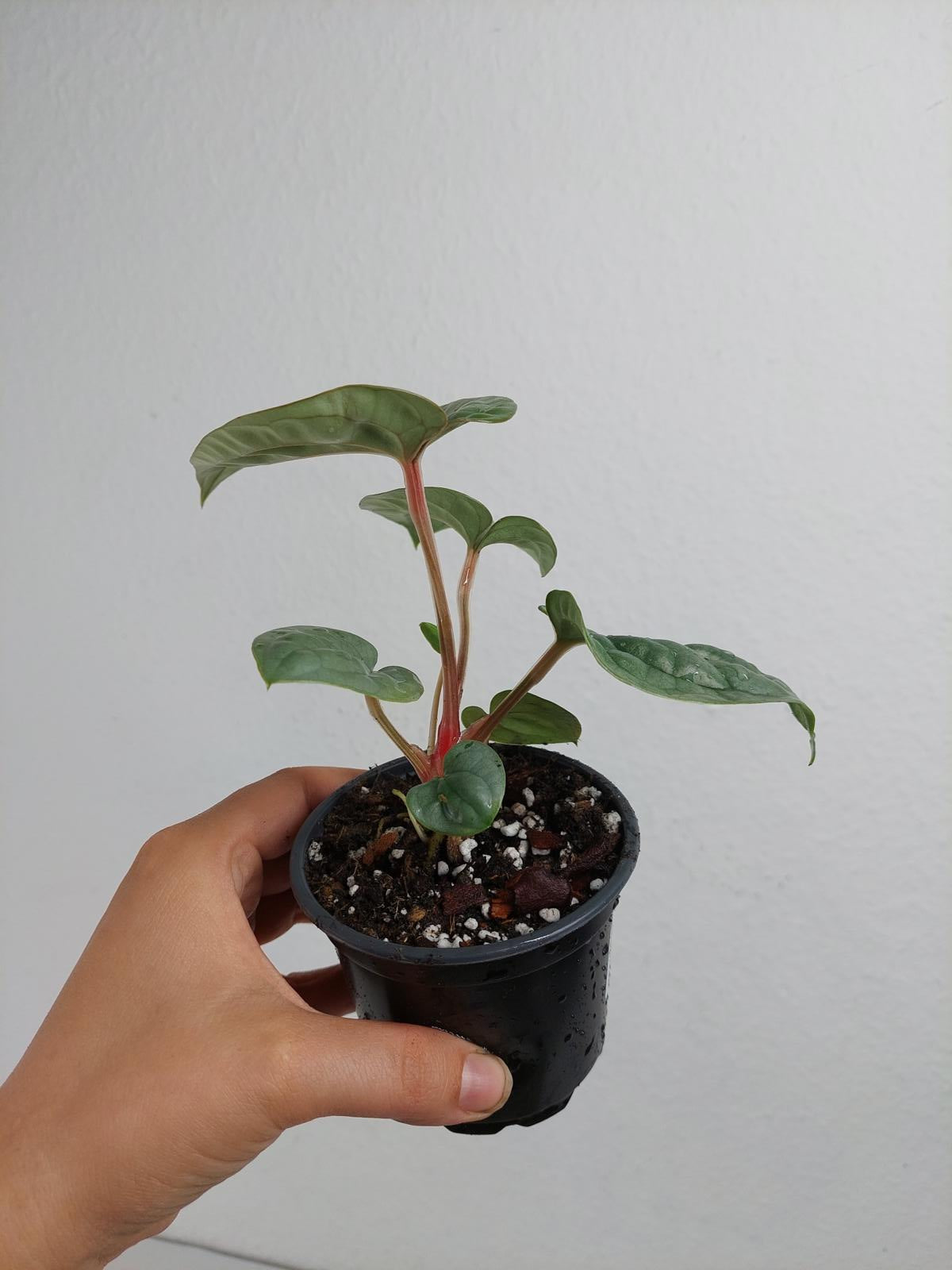 Anthurium Luxurians Silver