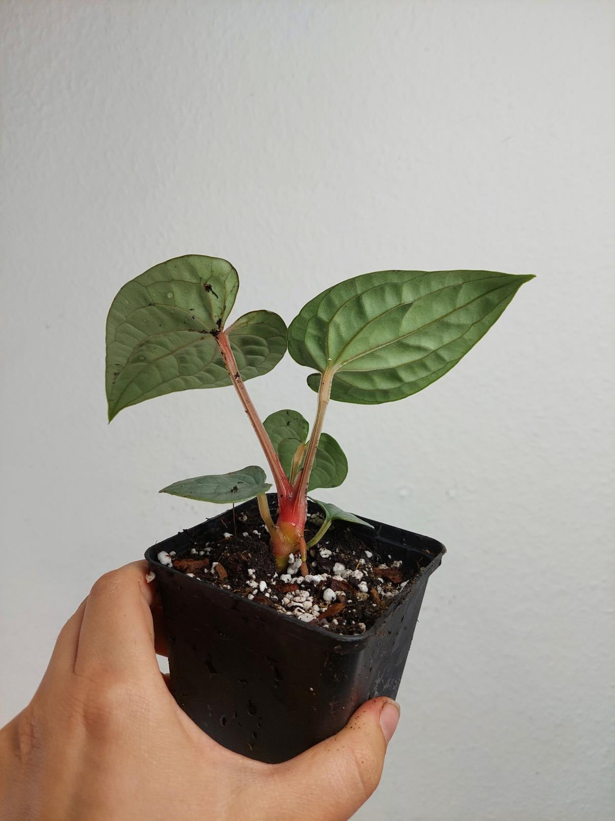 Anthurium Luxurians Silver