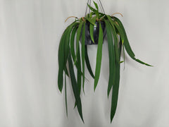 Anthurium Vittarifolium Groß