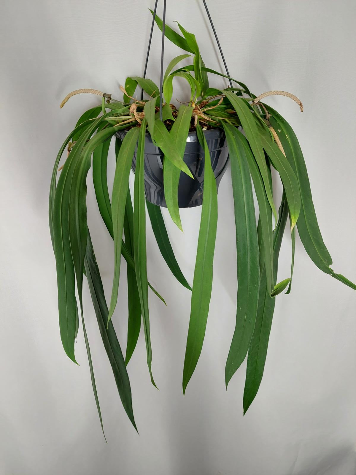 Anthurium Vittarifolium Groß