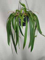Anthurium Vittarifolium Groß