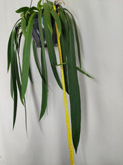 Anthurium Vittarifolium Groß