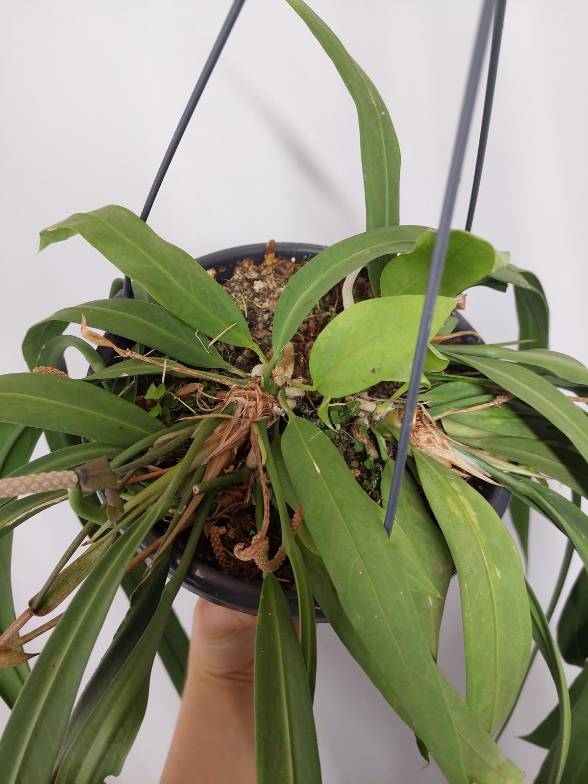 Anthurium Vittarifolium Groß
