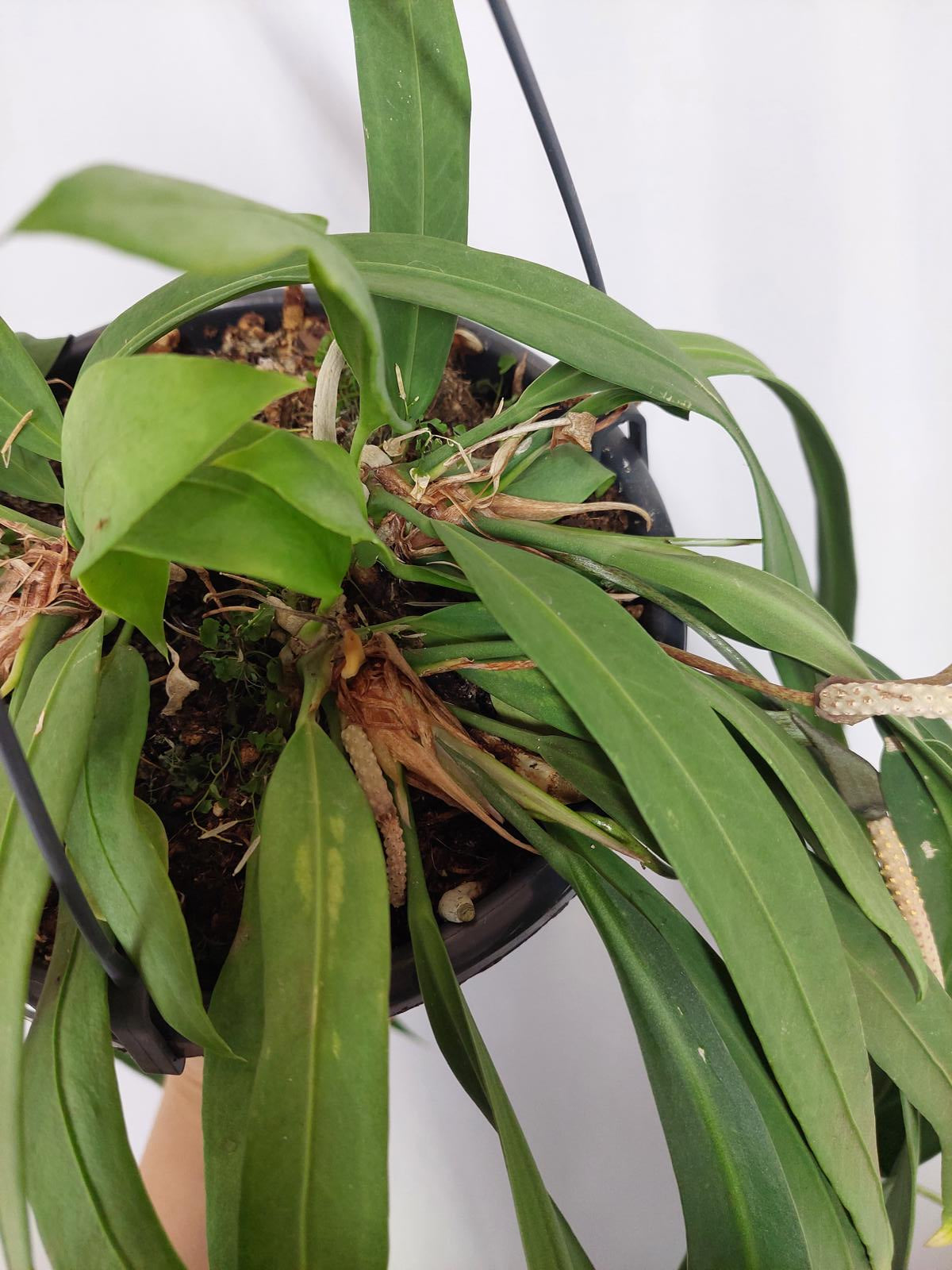 Anthurium Vittarifolium Groß