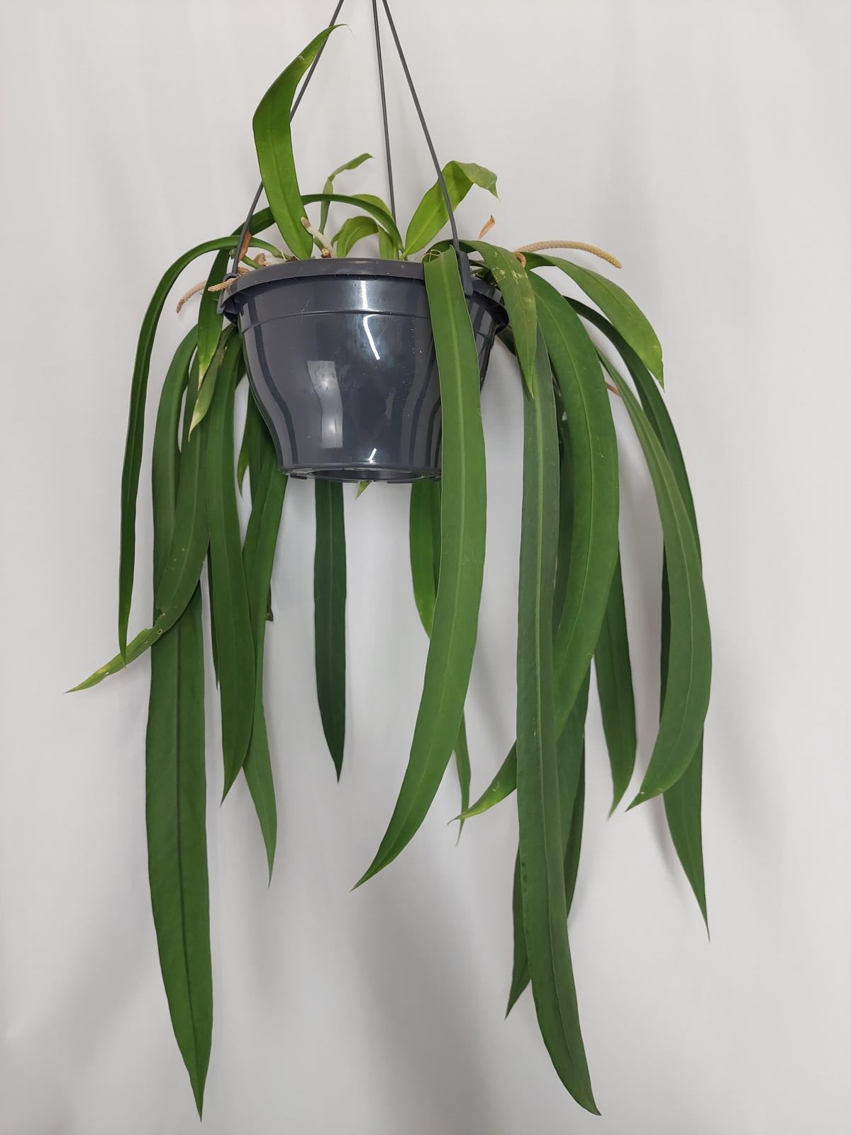 Anthurium Vittarifolium Groß