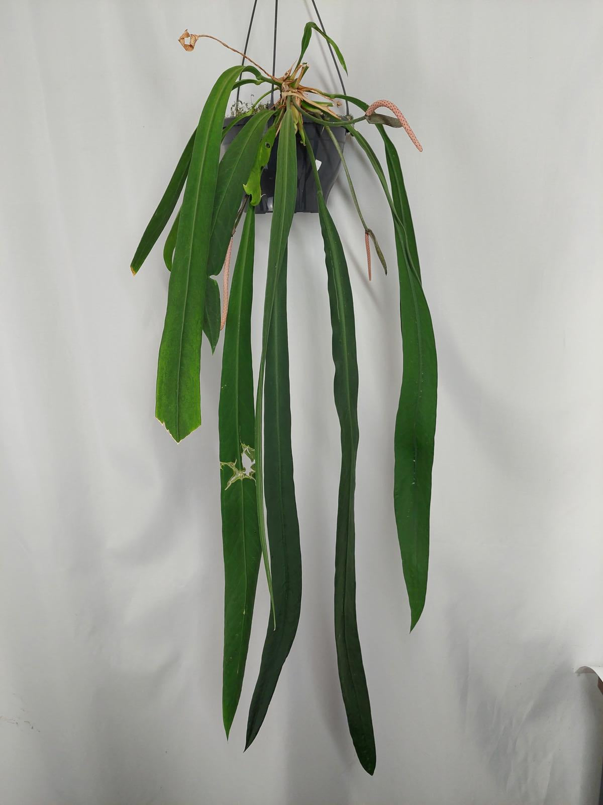 Anthurium Vittarifolium Groß