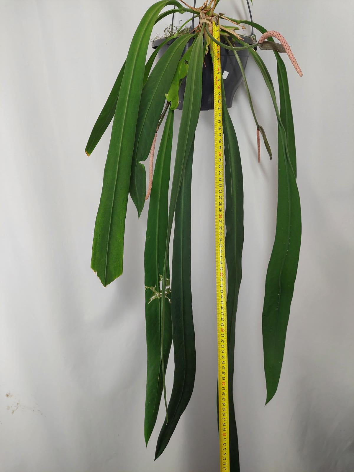 Anthurium Vittarifolium Groß