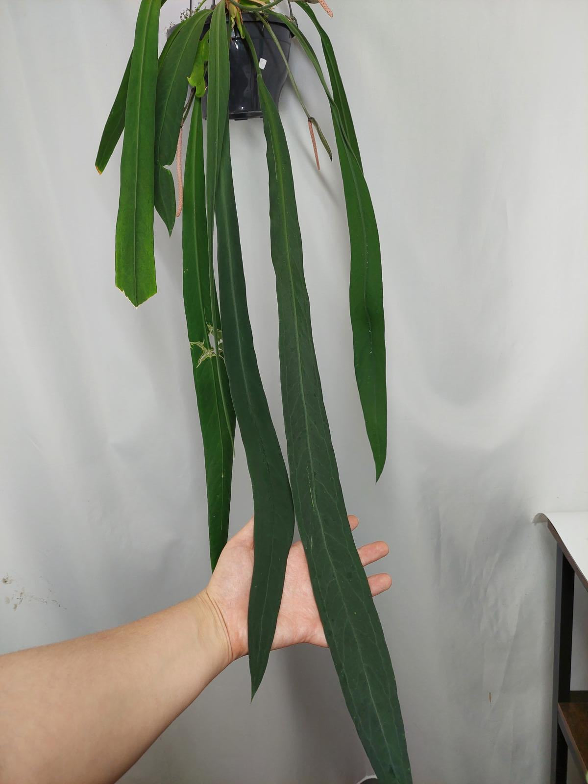 Anthurium Vittarifolium Groß