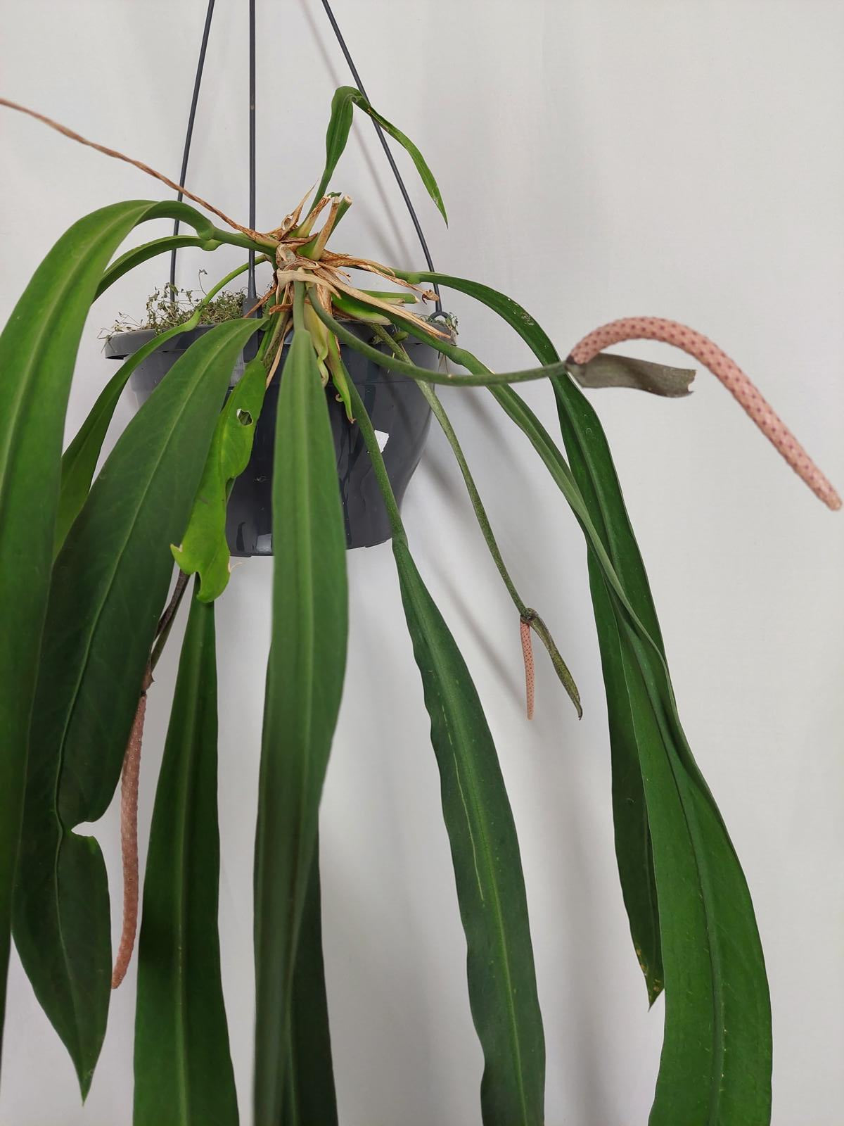 Anthurium Vittarifolium Groß