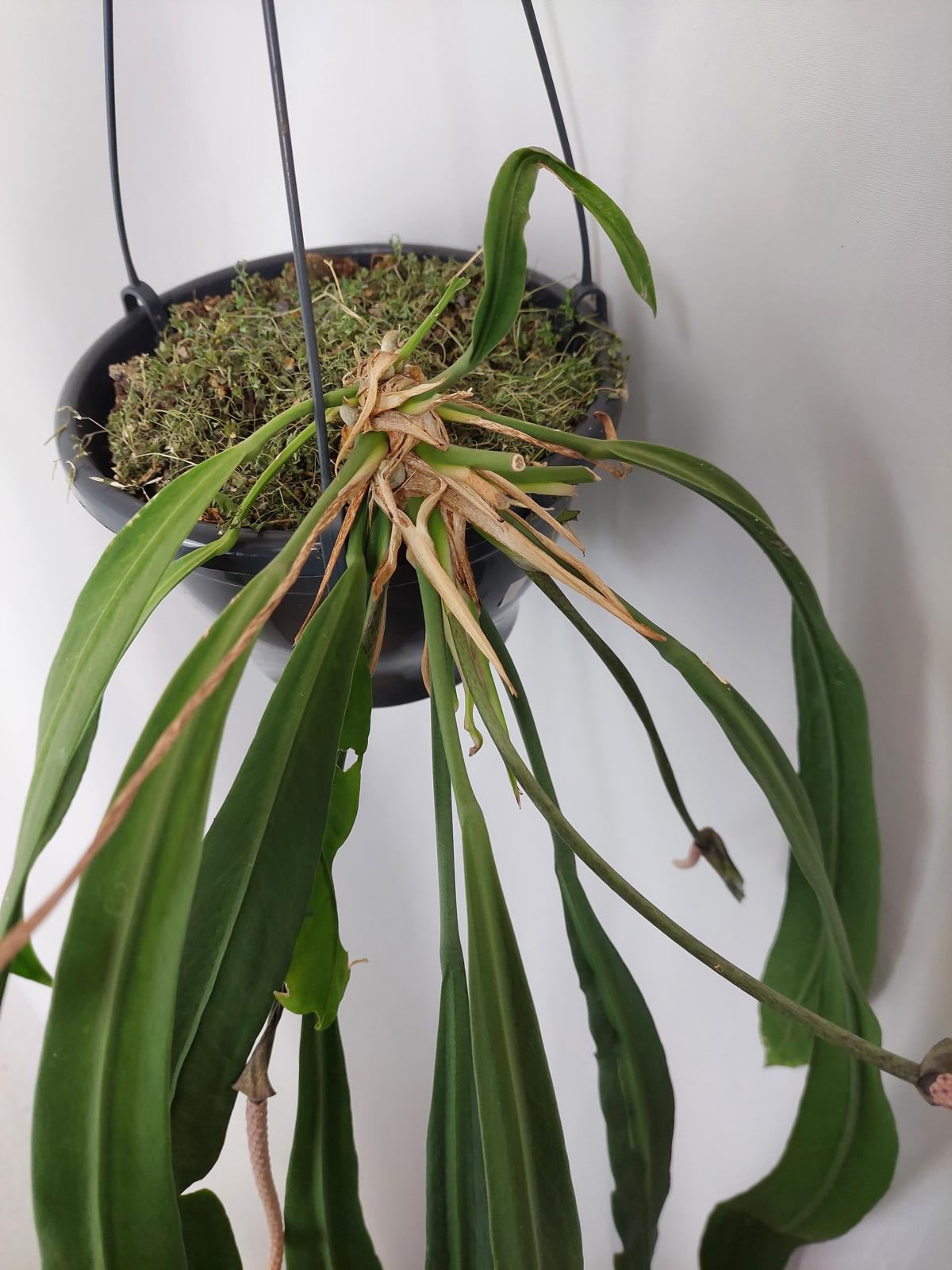 Anthurium Vittarifolium Groß