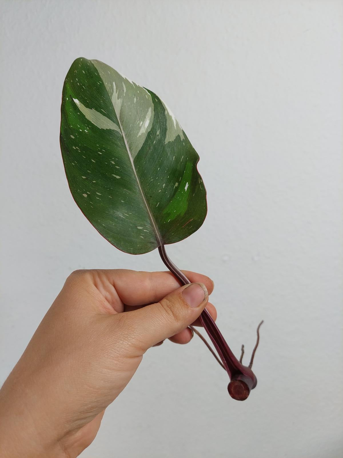 Philodendron Red Anderson Steckling
