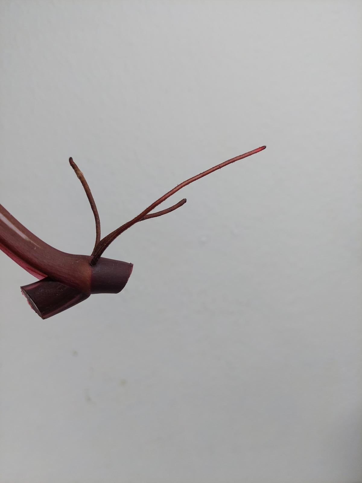 Philodendron Red Anderson Steckling