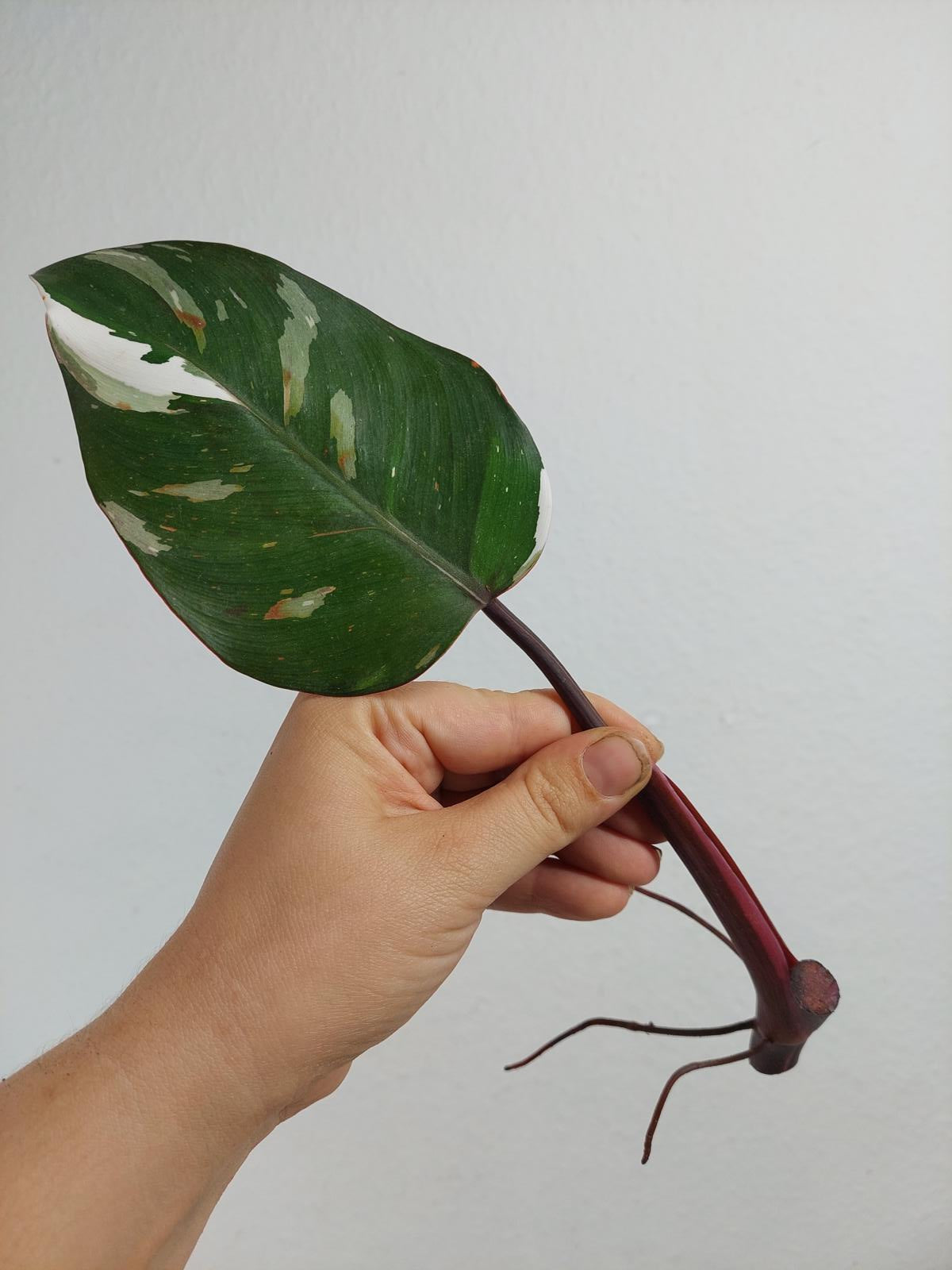 Philodendron Red Anderson Steckling