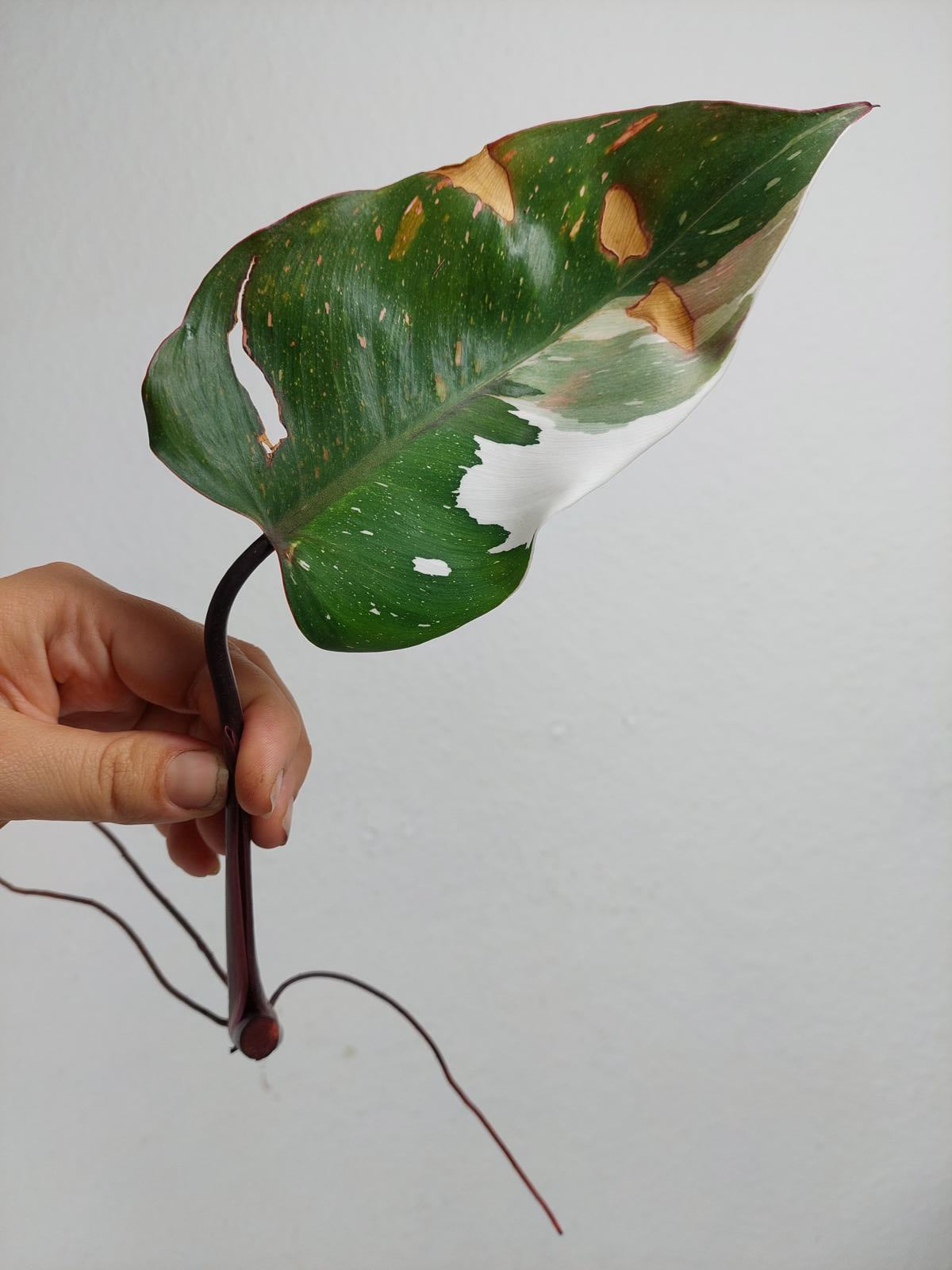 Philodendron Red Anderson Steckling