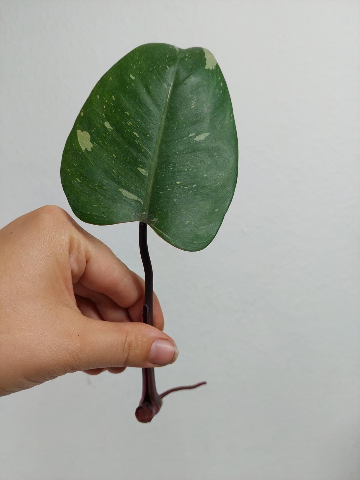 Philodendron Red Anderson Steckling