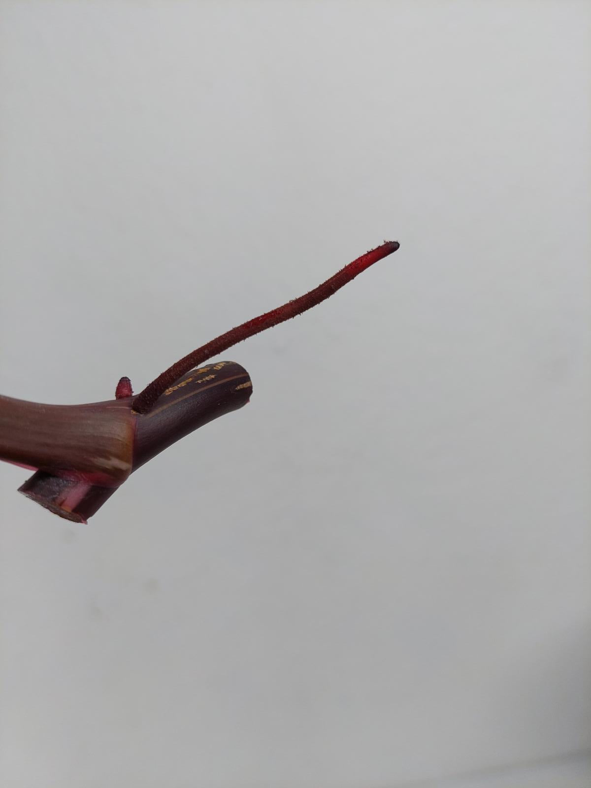 Philodendron Red Anderson Steckling