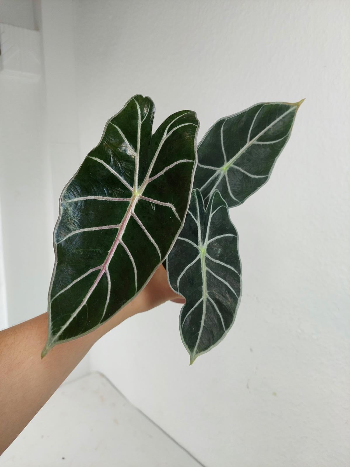 Alocasia Watsoniana Red Vein (Rhizom / Bulbe)