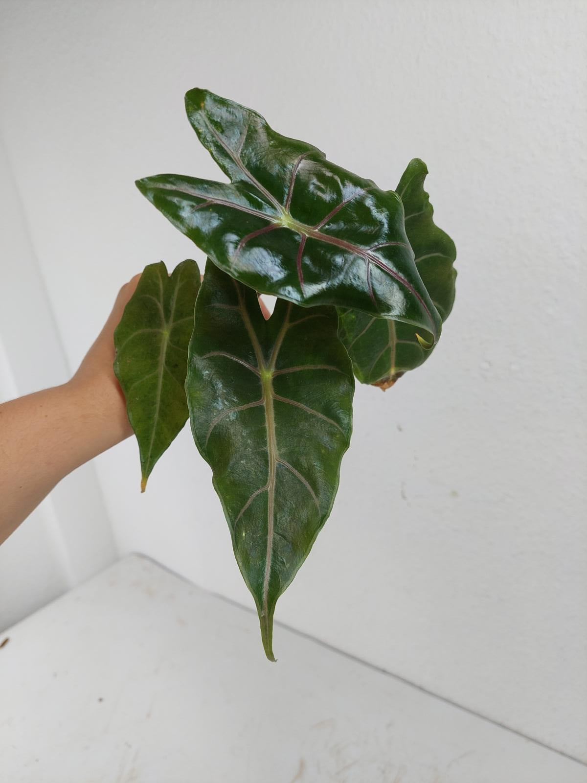 Alocasia Suhirmaniana Purple Vein (Rhizom / Bulbe)